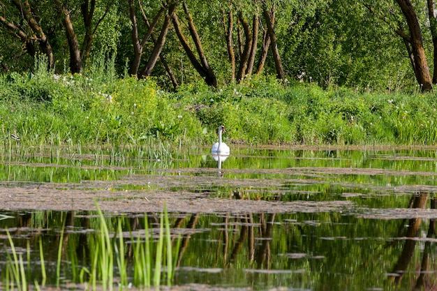 Un cigno bianco che galleggia su un piccolo lago. Primavera. Sulla riva cresce erba verde, carici e alberi