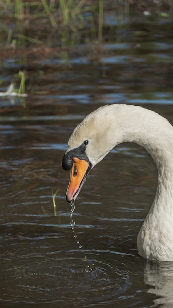 Un cigno bianco che nuota sull'acqua