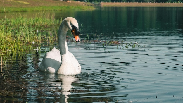 Un cigno bianco che nuota sull'acqua