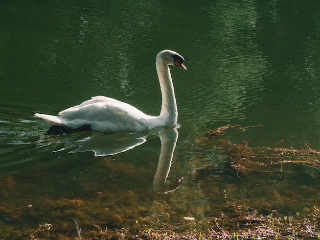 Un cigno bianco che nuota sull'acqua