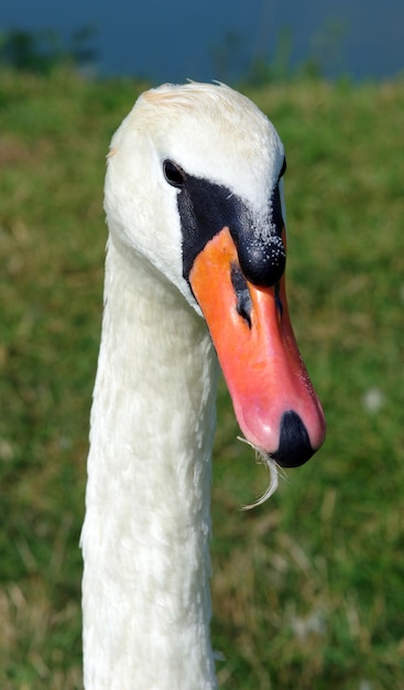 Un cigno bianco con un becco rosso