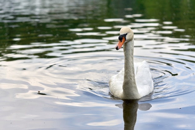 Un cigno bianco con un lungo collo e un becco rosso galleggia sull'acqua