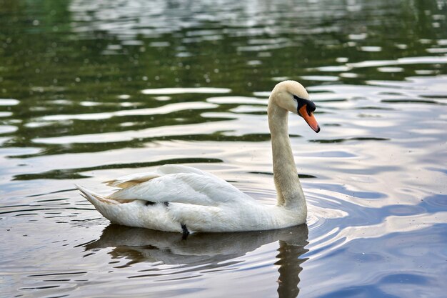 Un cigno bianco con un lungo collo e un becco rosso galleggia sull'acqua