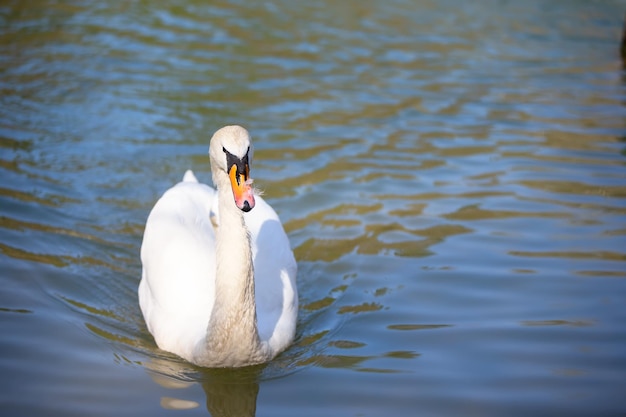 Un cigno bianco nuota nell'acqua blu