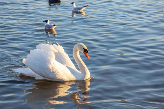 Un Cigno Bianco Nuotata Nel Fiume Cracovia