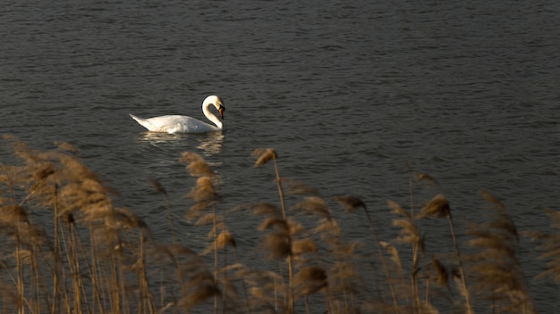 Un cigno bianco sul lago