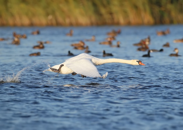 Un cigno che corre sull'acqua per il decollo.