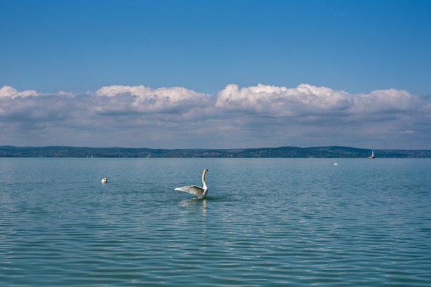 Un cigno che nuota in un lago con una montagna sullo sfondo.