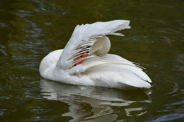 Un cigno con un'ala sollevata che copre la testa sull'acqua