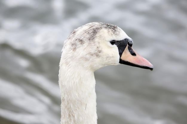 un cigno dalla testa scura