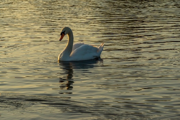 Un cigno nell'acqua, uccelli acquatici