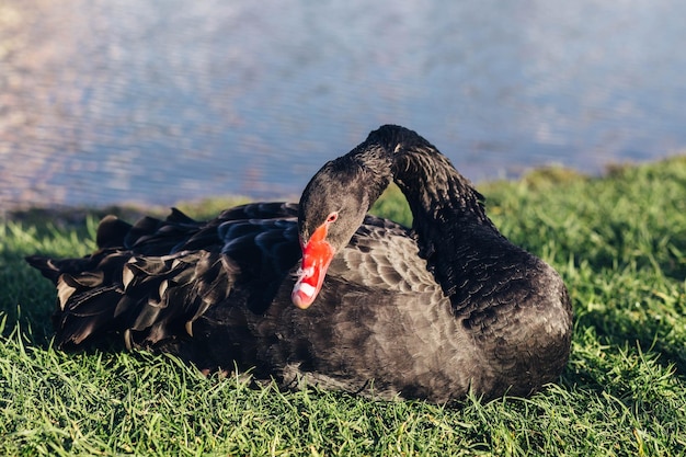 Un cigno nero giace vicino a un lago nebbioso all'alba