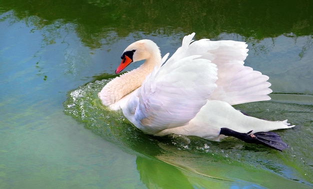 un cigno sta nuotando in acqua con il becco aperto.