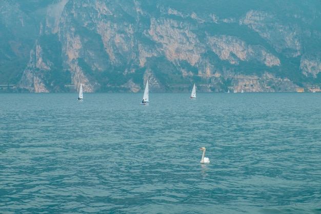 Un cigno sul lago di Garda. Una barca a vela e un cigno. Italia.
