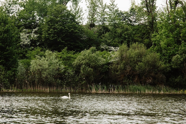 un cigno sul lago