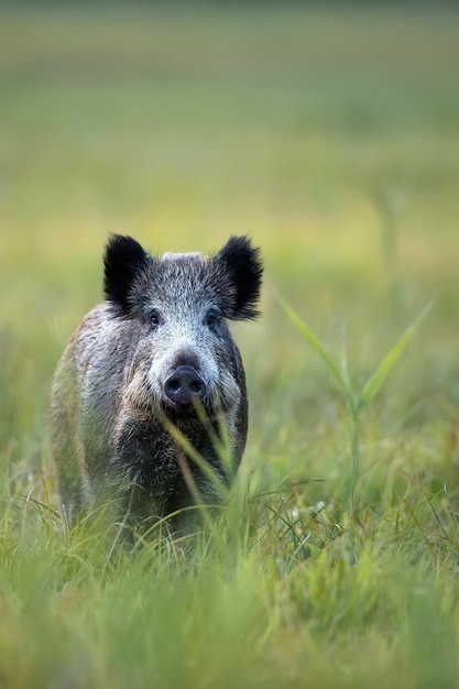 Un cinghiale in un campo di erba