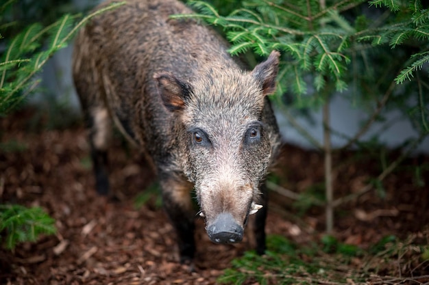 Un cinghiale nel bosco