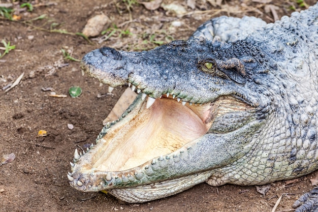 Un coccodrillo a bocca aperta