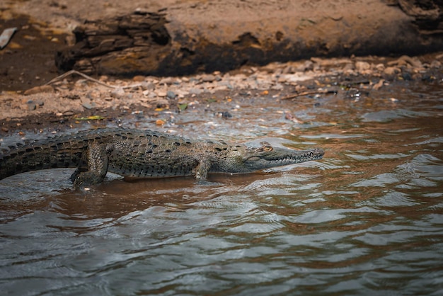 Un coccodrillo americano prende il sole sulla riva di un fiume in costa rica