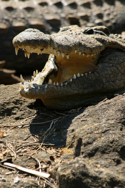 Un coccodrillo è appoggiato su una roccia con la bocca aperta.