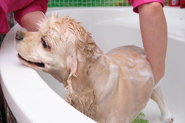 Un cocker spaniel americano fa una doccia a casa. Una donna lava un cane con lo shampoo