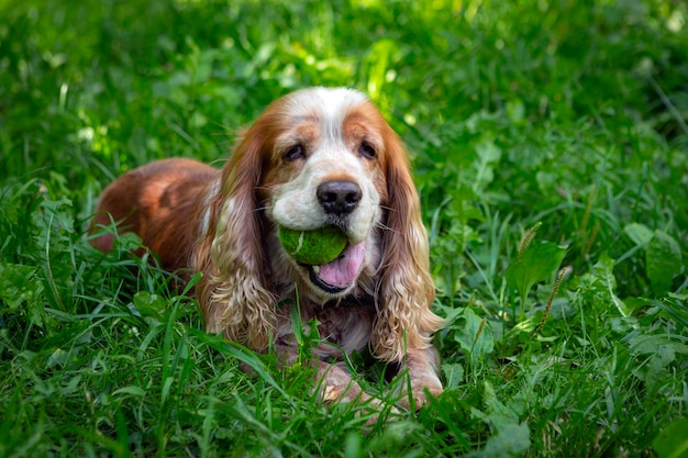 Un cocker spaniel inglese gioca con una palla su un campo verde...