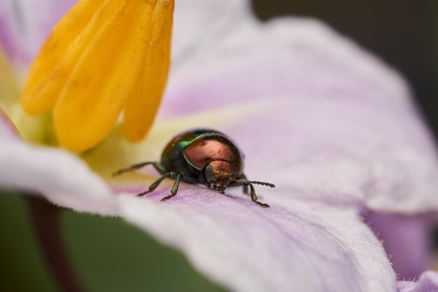 Un coleottero metallico in piedi su un fiore viola di Chrysomelidae