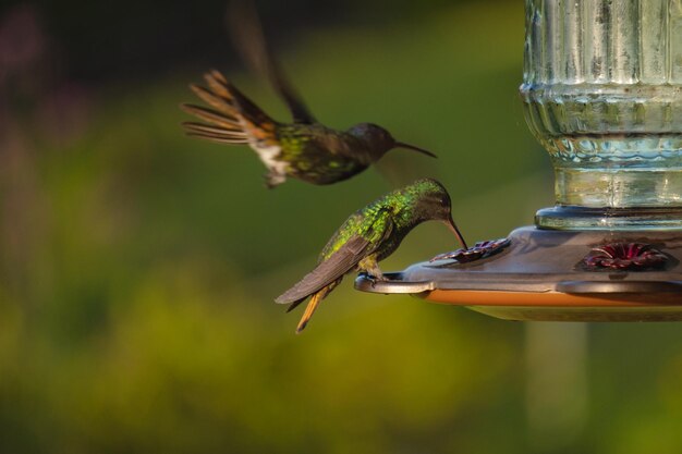 Un colibrì è su una mangiatoia e l'uccello sta mangiando.