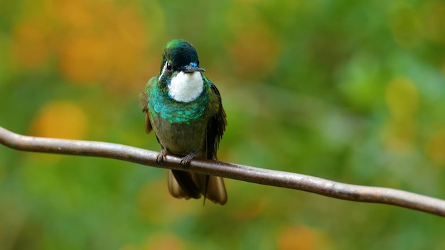 Un colibrì si siede su un filo con uno sfondo verde