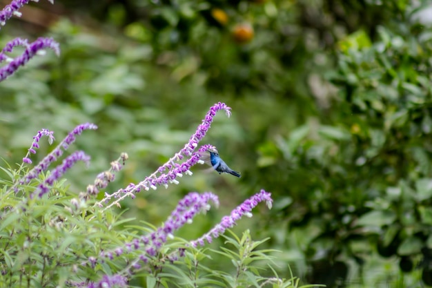 Un colibrì su una pianta di lavanda viola nelle montagne di Mantiqueira