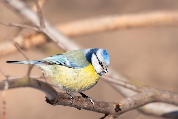 Un colorato carino blu giallo bianco Little Blue Tit seduto appollaiato su un piccolo ramo di albero bordo illuminato al sole del primo mattino contro uno sfondo verde tenue con spazio per il testo