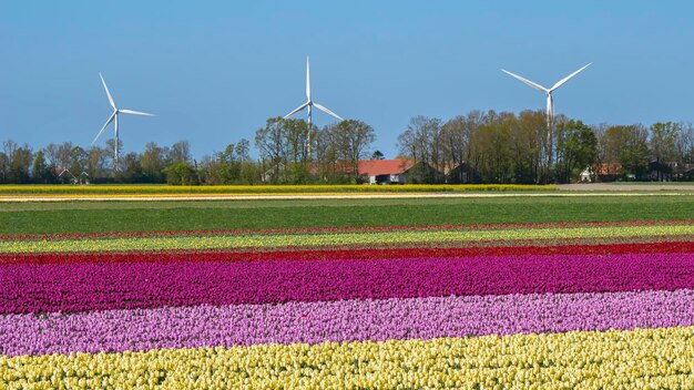 Un colorato letto di tulipani olandesi rosa, rossi e crema. Sullo sfondo un campo di Mulini a Vento