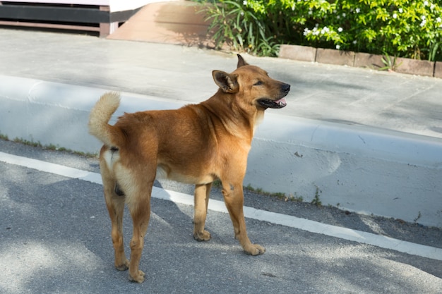 Un colore marrone cane tailandese