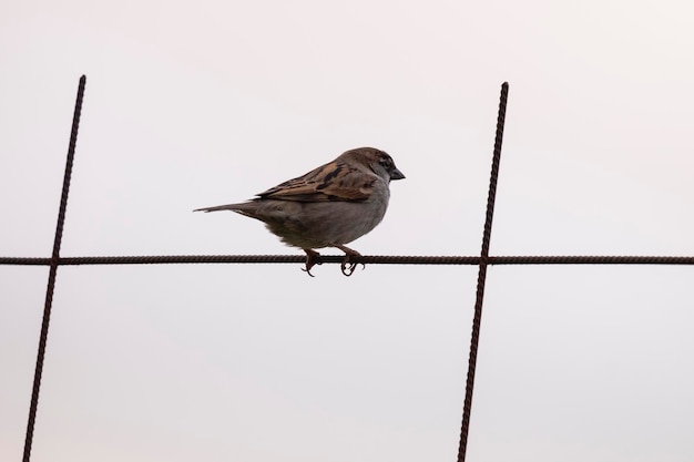 Un colpo di fuoco selettivo di un passero appollaiato su un recinto di filo