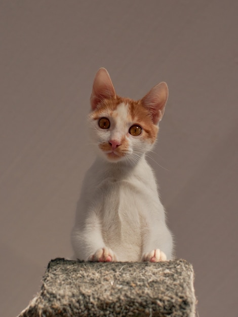 Un colpo di primo piano di un adorabile gattino bianco e zenzero dal basso