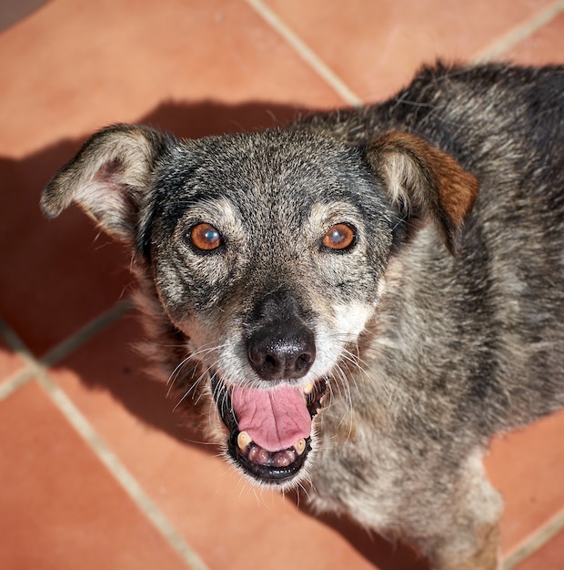 Un colpo di primo piano di un cane misto heeler blu carino durante la luce del giorno