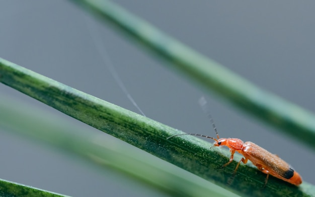 Un comune scarabeo soldato rosso, Rhagonycha fulva su una pianta