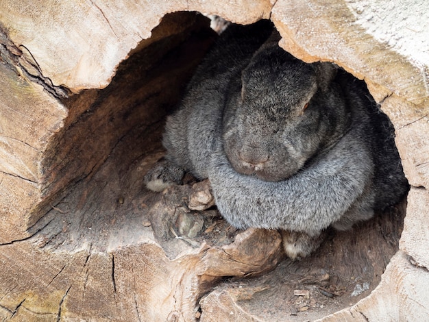 Un coniglio grigio giace in una cavità di un albero segato