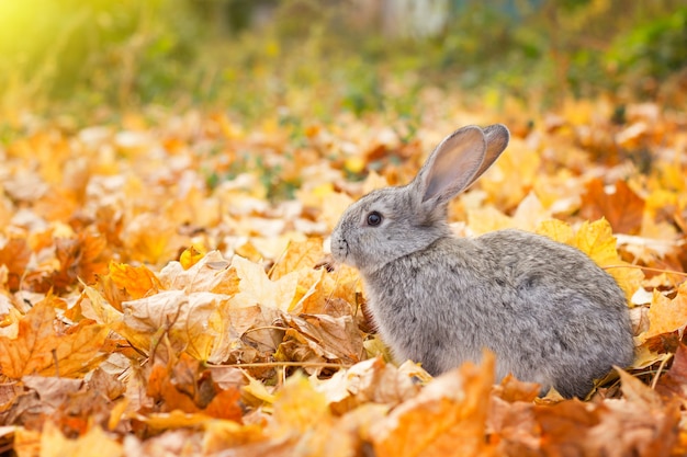 Un coniglio grigio in foglie gialle cadono. Paesaggio autunnale coniglio grigio birichino