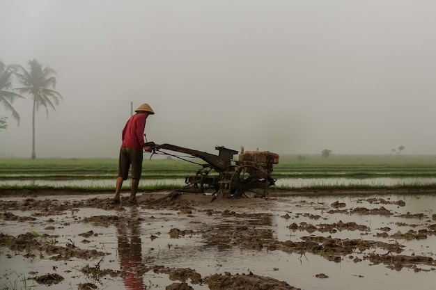 Un contadino ara un campo di riso sotto la pioggia.