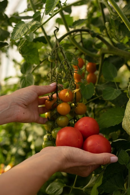 Un contadino coltiva pomodori in una serra Coltiva verdure Cibo