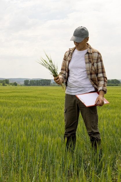 Un contadino esamina il campo di cereali