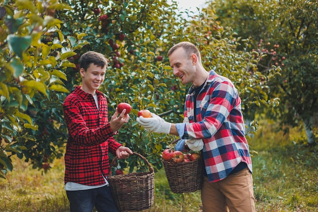 Un contadino felice che raccoglie mele mature nel frutteto durante il raccolto autunnale Il periodo del raccolto delle mele Il frutteto delle mele La fattoria di famiglia che coltiva alberi da frutto