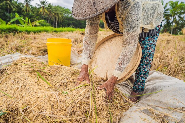 Un contadino indonesiano che setaccia il riso nei campi di Ubud Bali Una pratica comune fatta nelle zone rurali della Cina Vietnam Thailandia Myanmar Filippine