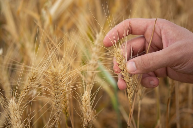 Un contadino ispeziona e misura con un righello le spighe di grano in un campo agricolo.