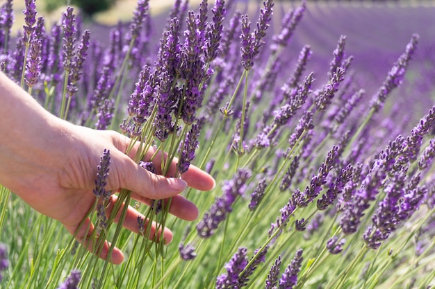 Un contadino prende alcune piante di lavanda