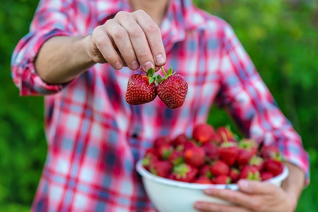 Un contadino raccoglie fragole in giardino. Persone.