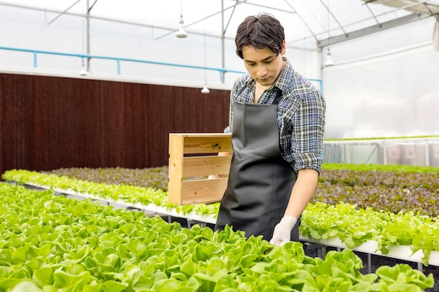 Un contadino raccoglie le verdure da un giardino idroponico. ortaggi biologici freschi e agricoltori che lavorano in una serra con un orto idroponico.