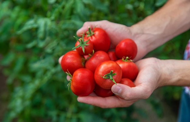 Un contadino raccoglie pomodori in giardino. Messa a fuoco selettiva. Natura.