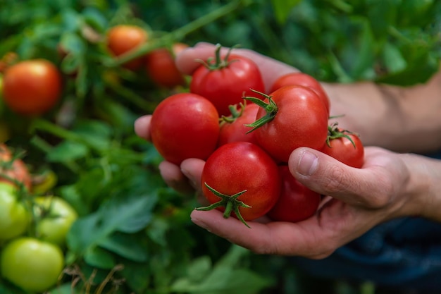 Un contadino raccoglie pomodori in giardino. Messa a fuoco selettiva.